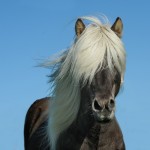 horse-1330690_640