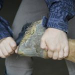 hoof-care-421869_1280