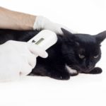 microchipping (2)